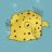 boxfish